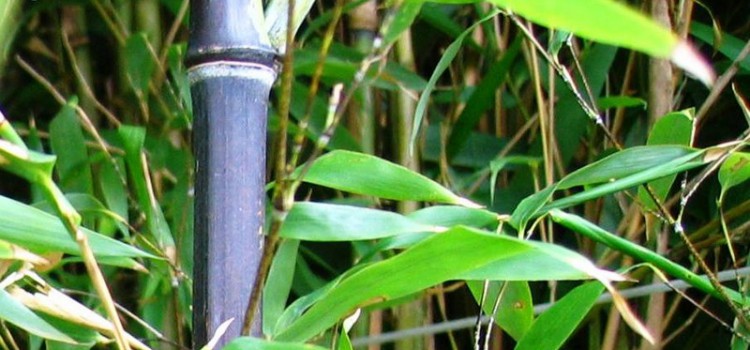Fylostachys czarny, czarny bambus (Phyllostachys nigra) Fylostachys czarny, czarny bambus (Phyllostachys nigra)